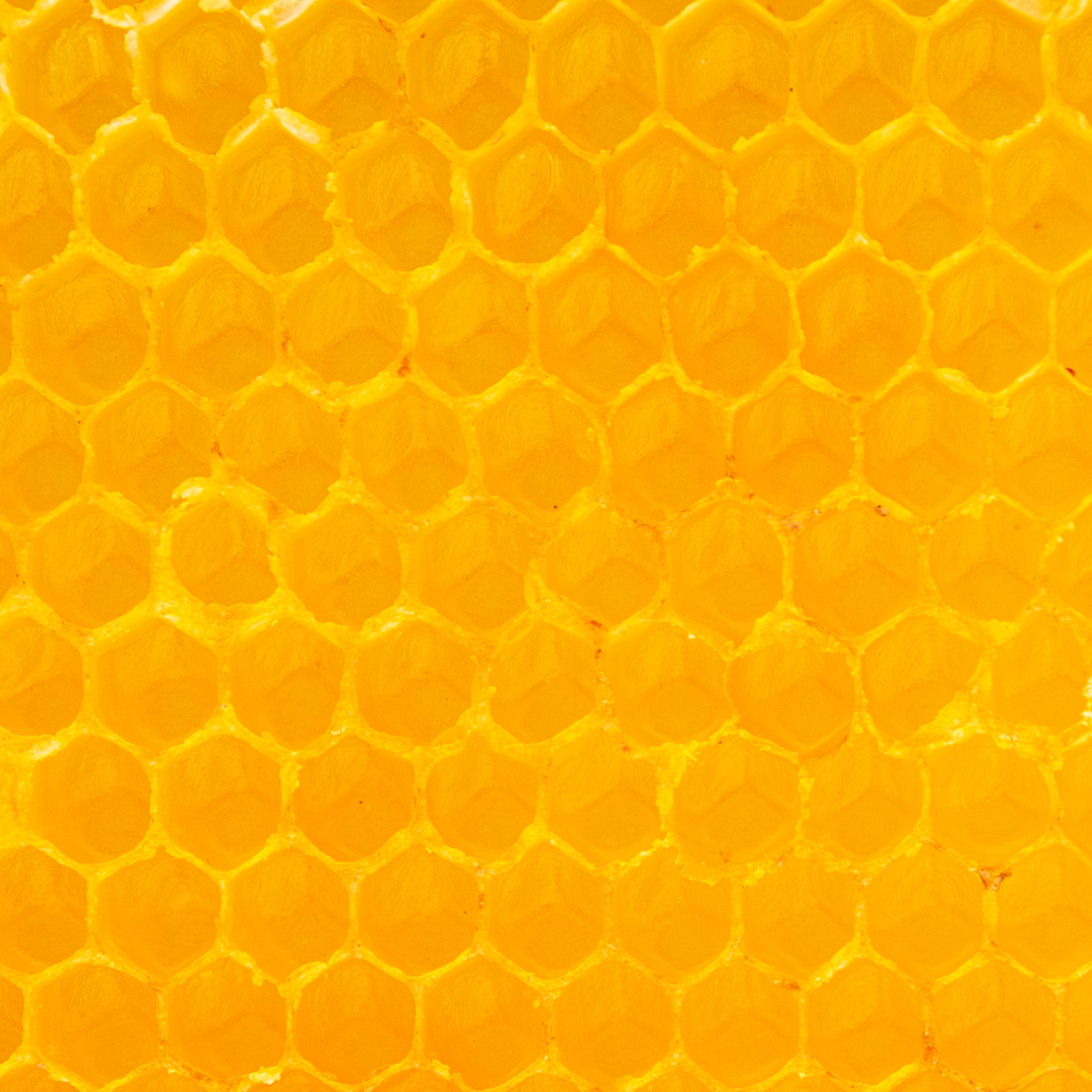 Beeswax